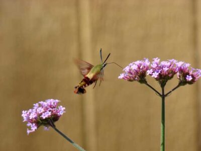 Hummingbird Clearwing Moth